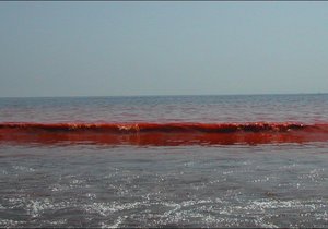 Red Tide spotted in Gansbaai